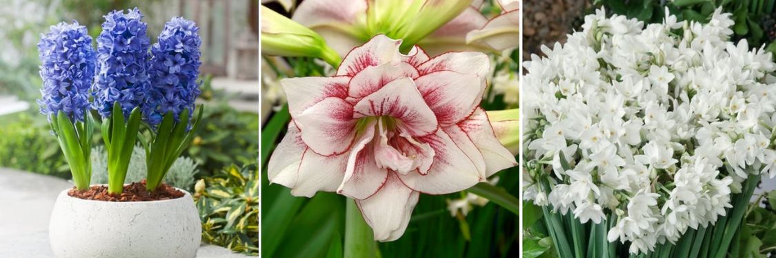 kolaz-cibuloviny-vhodne-k-rychleni-1